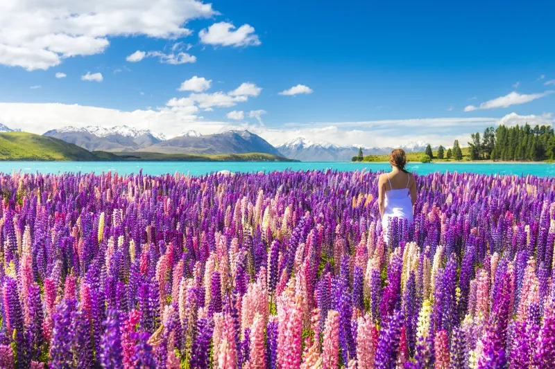 l woman in white dress sitting in field of lupins in New Zealand