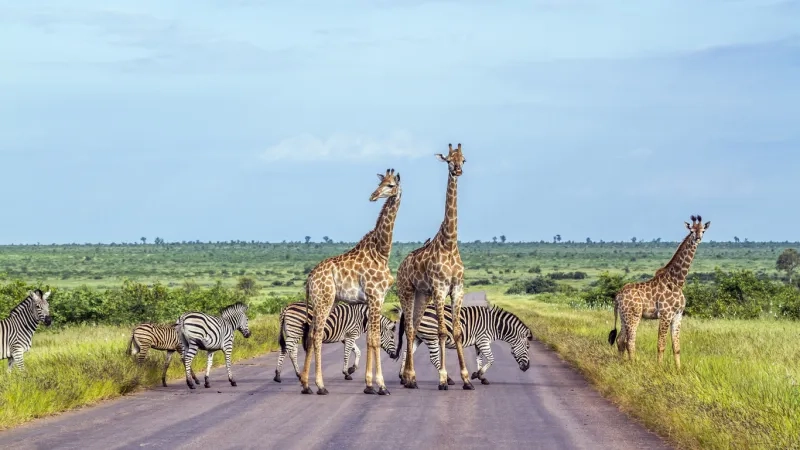 Giraffe and Plains zebra in South Africa 