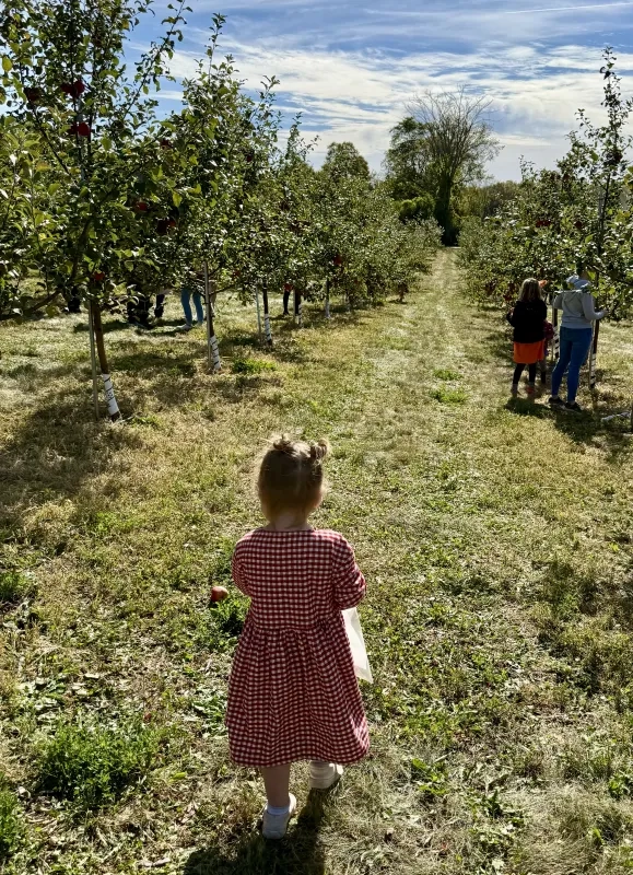 Little girl holding basket of apples at Potager Eardley 