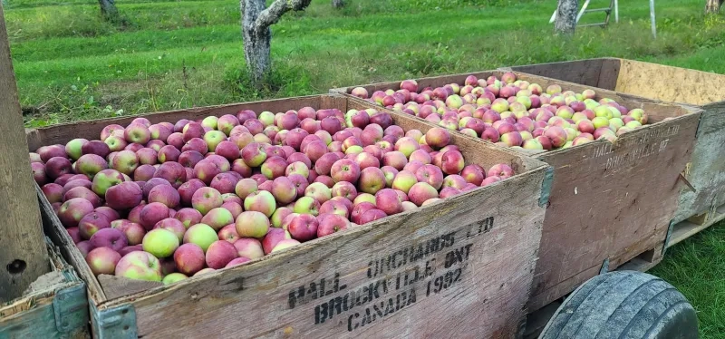 Bins filled with fresh apples at Hall’s Apple Market&nbsp;