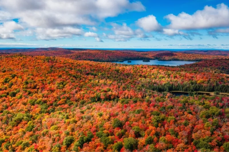 Fall leaves in Ontario