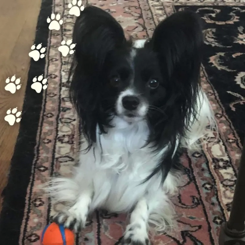 Tilas Little Unicorn Luigi the Papillon Dog