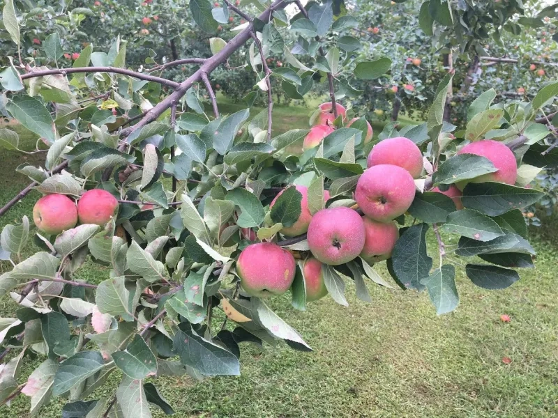 Verger Merleau apple branch