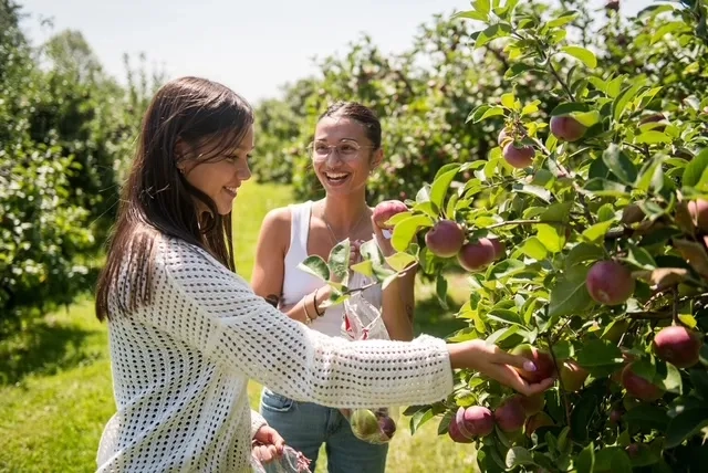 two women picking apples