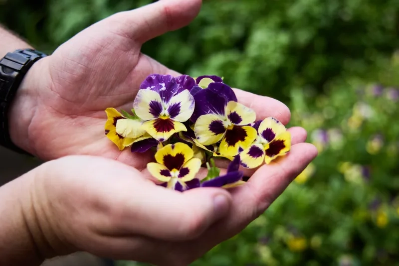 Hands holding wildflowers