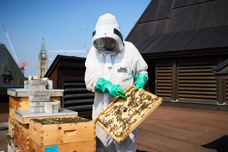 Beekeeper in Ottawa