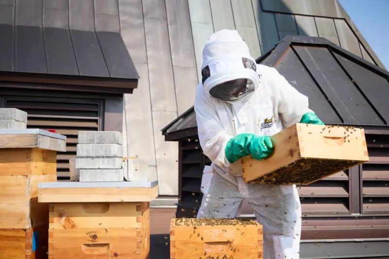 Bees at Ottawa’s Fairmont Château Laurier
