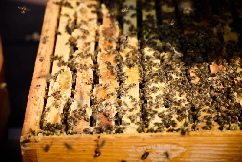 Bees up close
