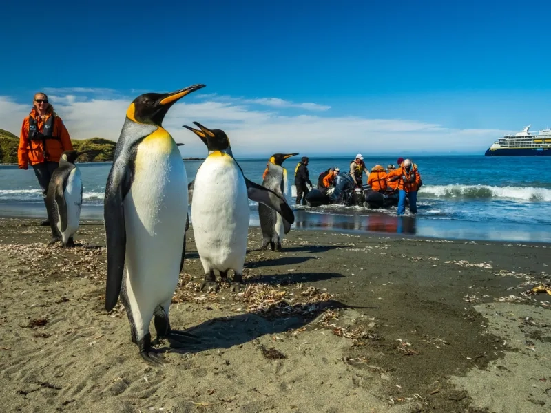 Penguins