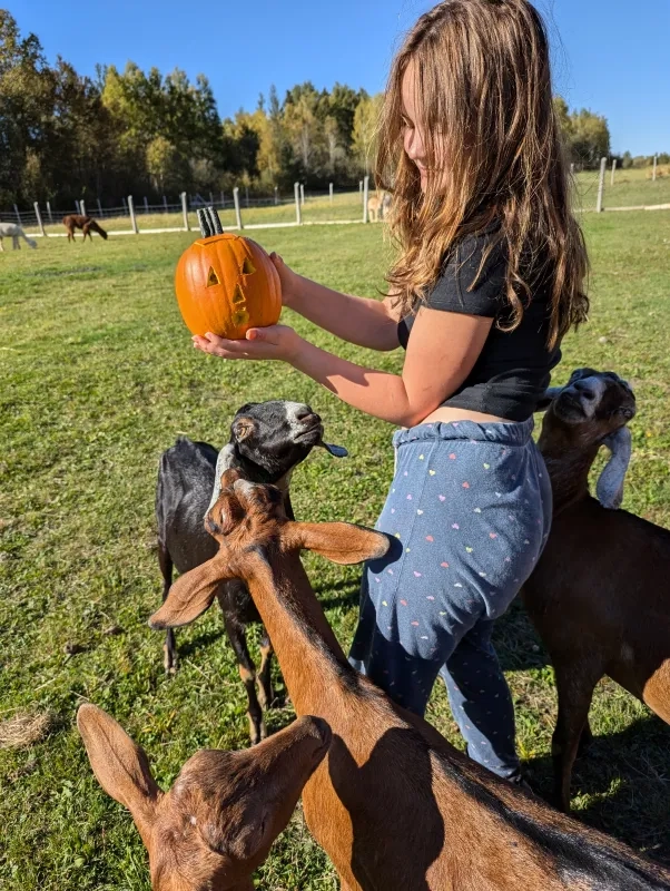 Haunted Walk and Pumpkin Carving with Goats 