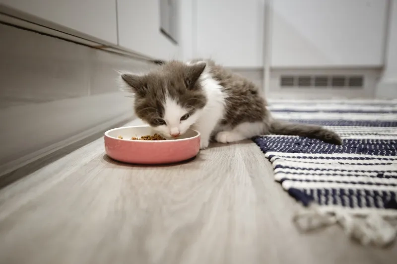 Kitten eating dinner