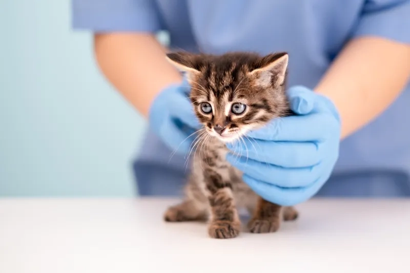 Veterinarian's hands in blue gloves holding kitten.