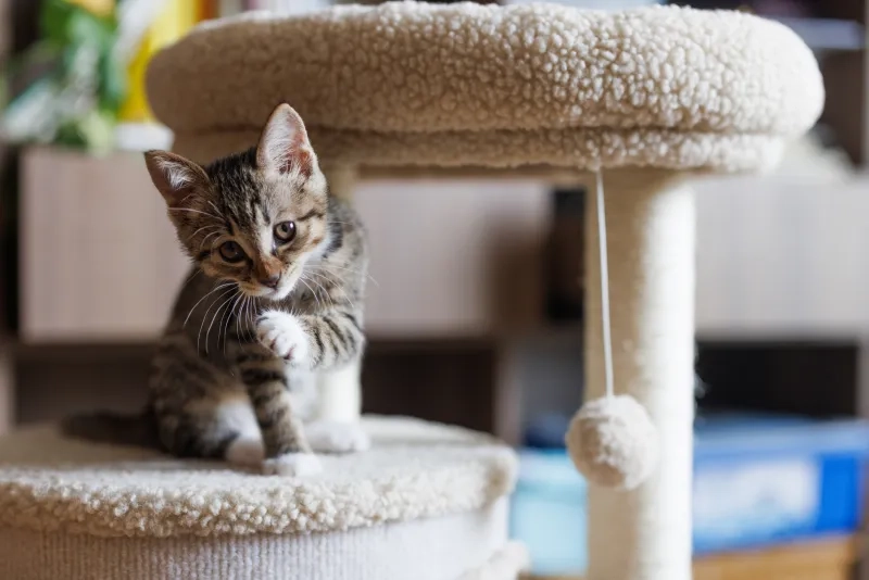 Kitten on climbing post