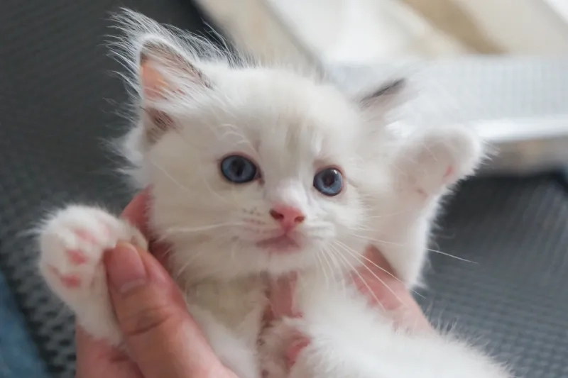 Human holding a 1 month old ragdoll kitten 