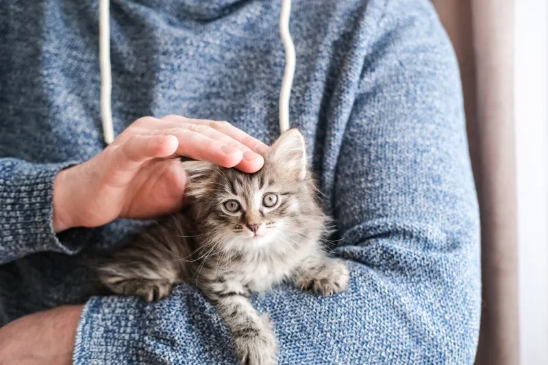 Man in blue sweater gently petting a fluffy tabby kitten