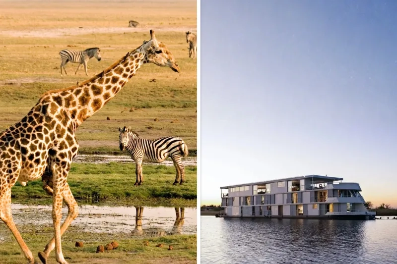 A split image of a giraffe and zebra on the savannah with a river boat at sunset