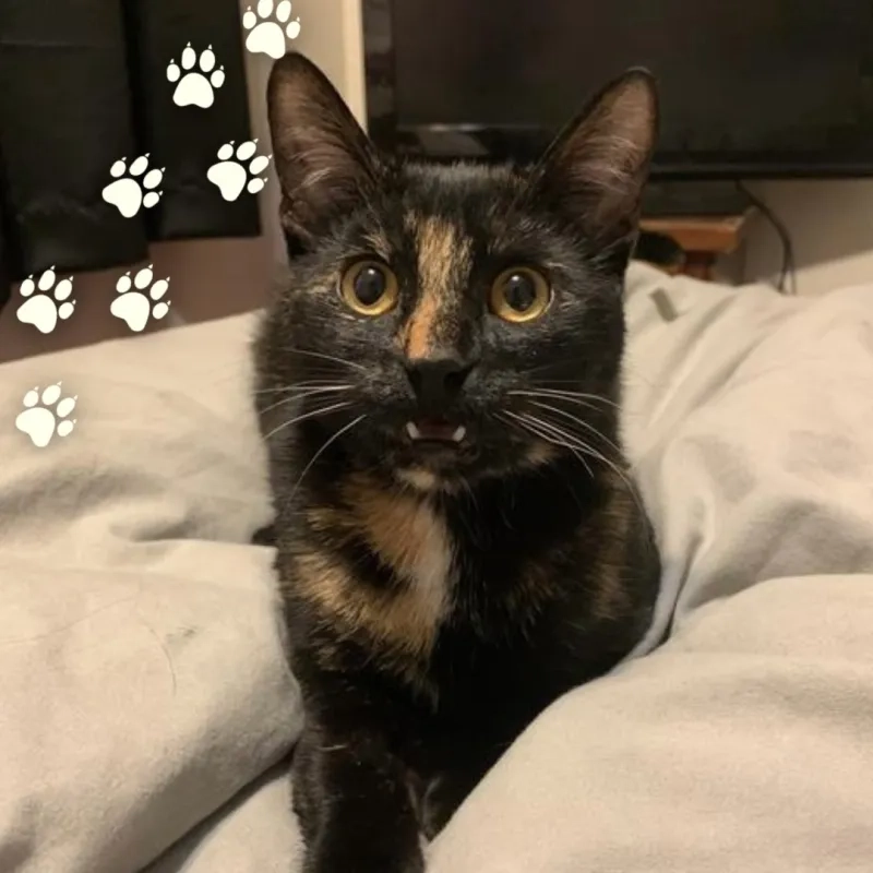 Charcuterie the Tortoiseshell Cat