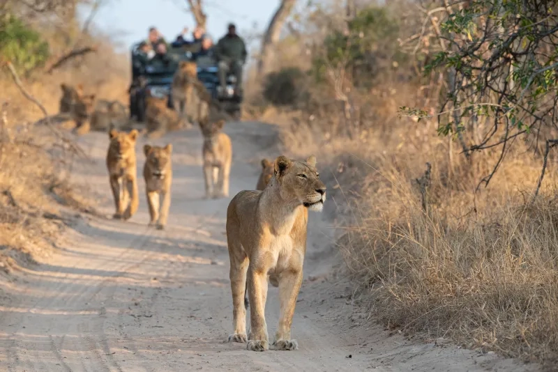 Tourists on an open safari vehicle viewing lions 