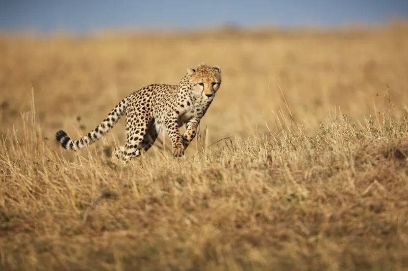 A wild Cheetah running across the savannah grassland