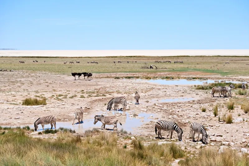 Wildebeest, ostrich and zebra roam on the edge of Etosha National Park's salt pan
