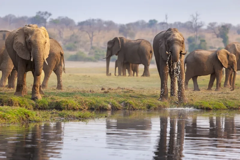 A heard of elephants drinks at a watering hole surrounded by green grass