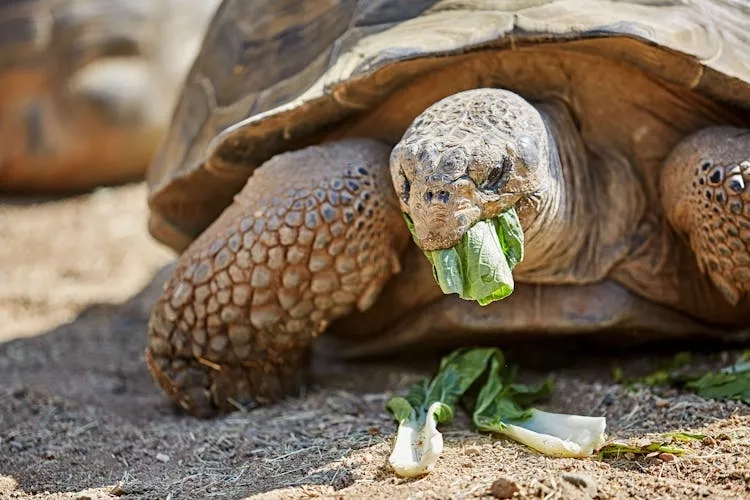 Tortoise eating leaves