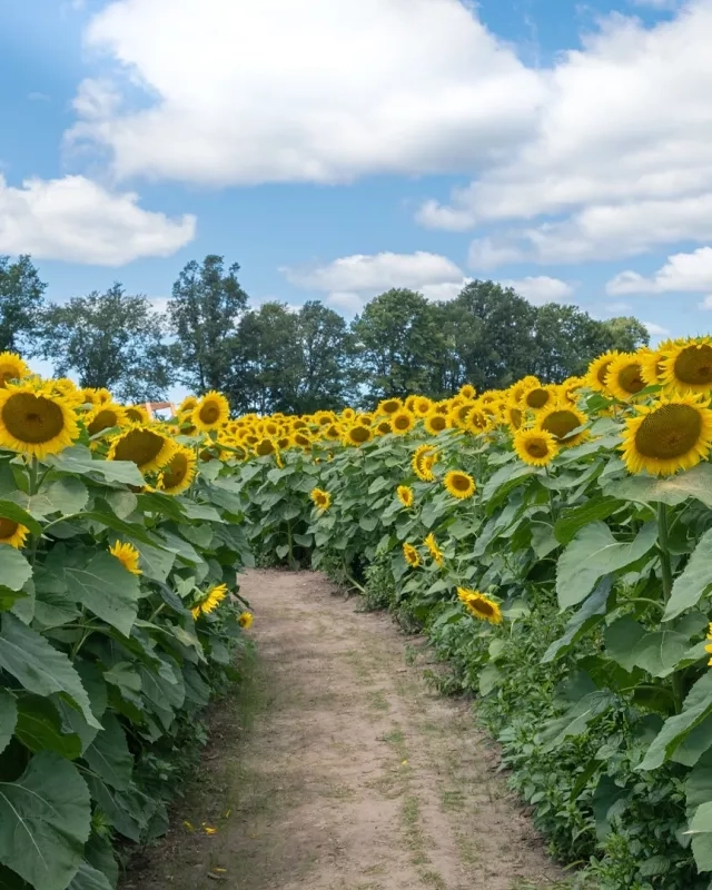 Ottawa flower farms