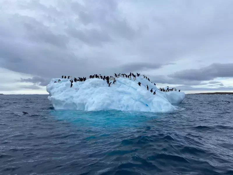 Iceberg Penguins