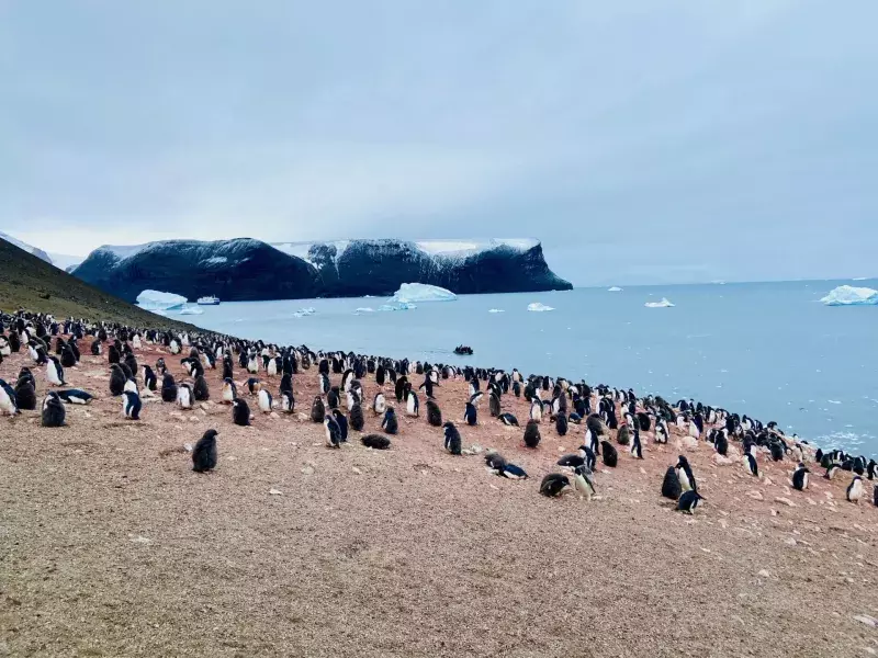 Penguins shore