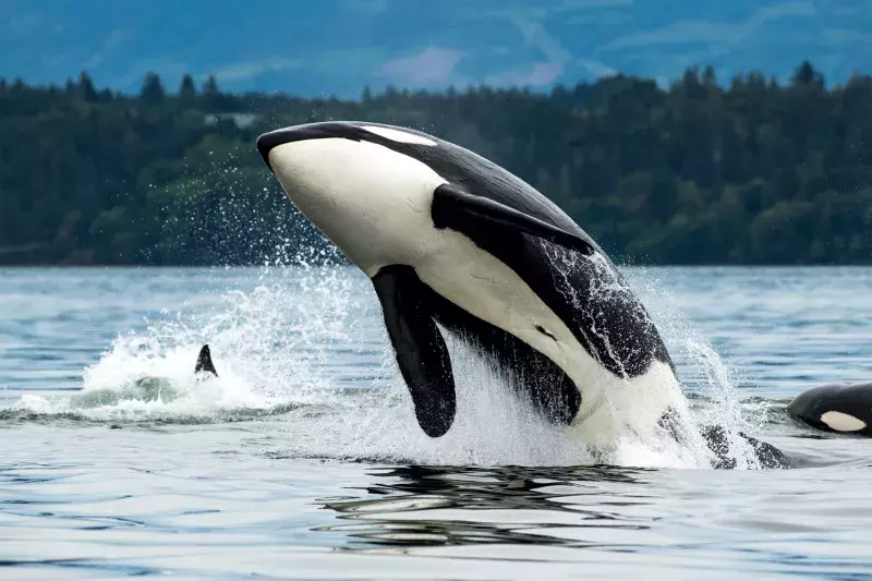 orca whale jumping on alaskan cruise