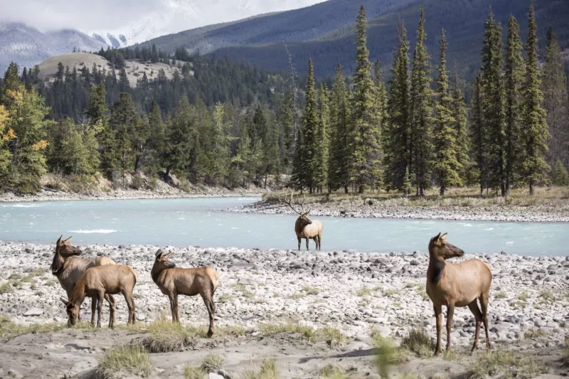 Rocky Mountaineer in the fall