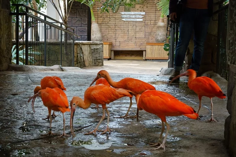 Colourful birds