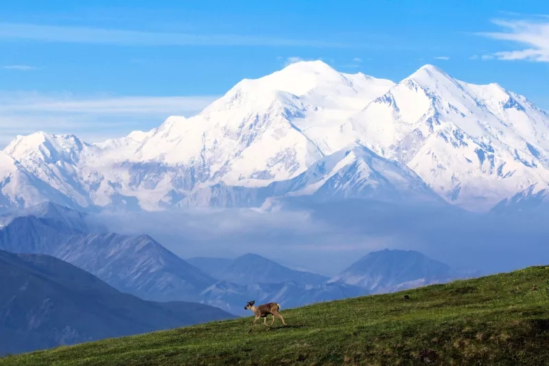 caribou-and-denali_11330240034_o