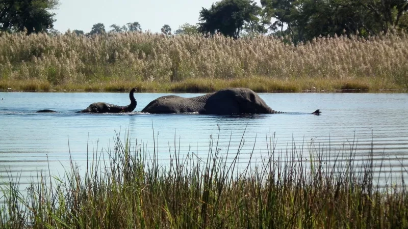 elephant in the water