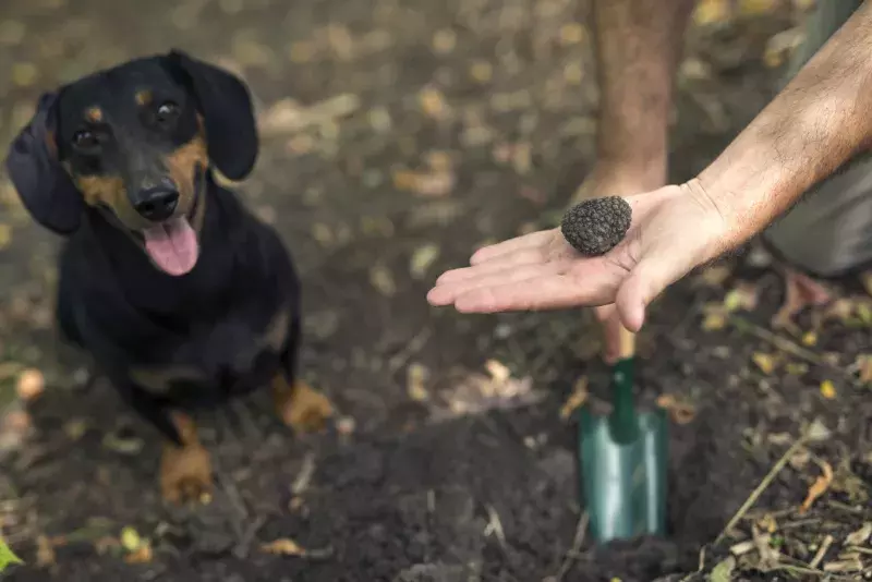 In search for truffle mushrooms.