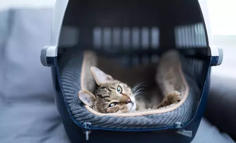 Young striped kitten laying in a carrier.