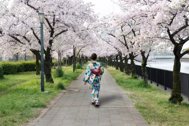 Asian woman wearing traditional japanese kimono in cherry blossom garden in Osaka, Japan. Spring season in Japan.