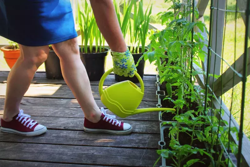 Women gardener watering plants. Container vegetables gardening. Vegetable garden on a terrace. Flower, tomatoes growing in container