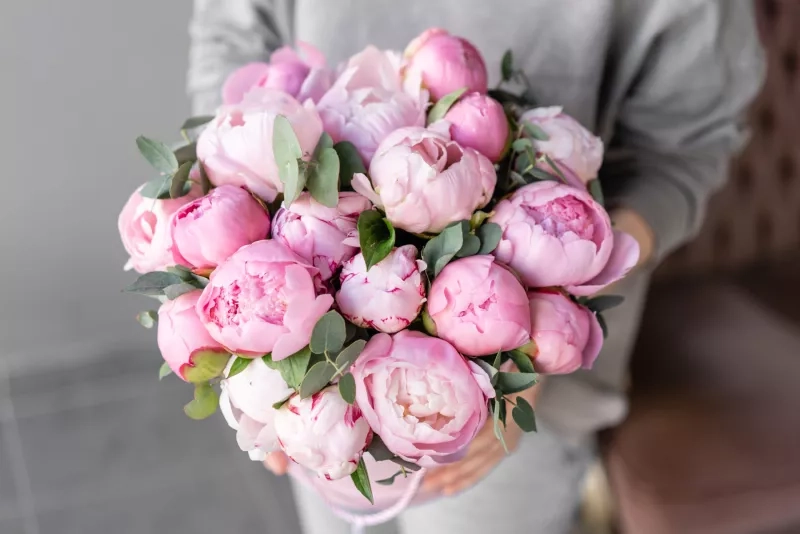 Pink peonies in womans hands. Beautiful peony flower for catalog or online store. Floral shop concept . Beautiful fresh cut bouquet. Flowers delivery