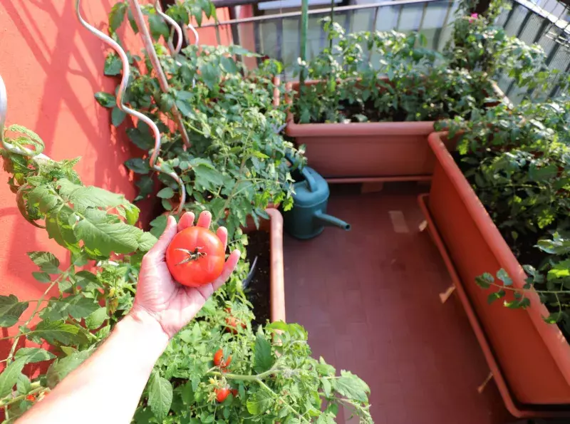 hand with a red tomatoes and pots for urban cultivation on the t