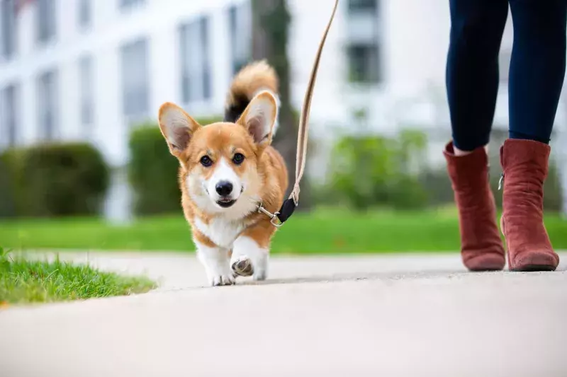 dog walking: corgi puppy on a leash from a woman