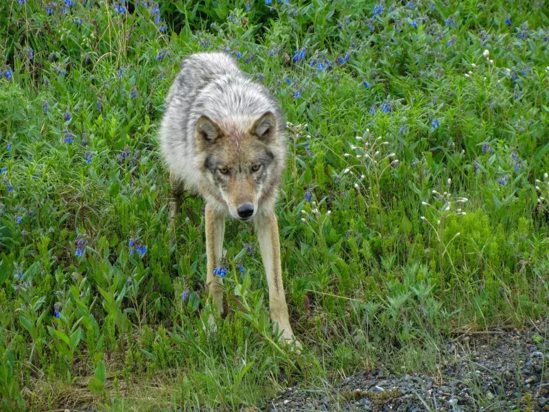 Wolf in Denali National Park and Preserve.