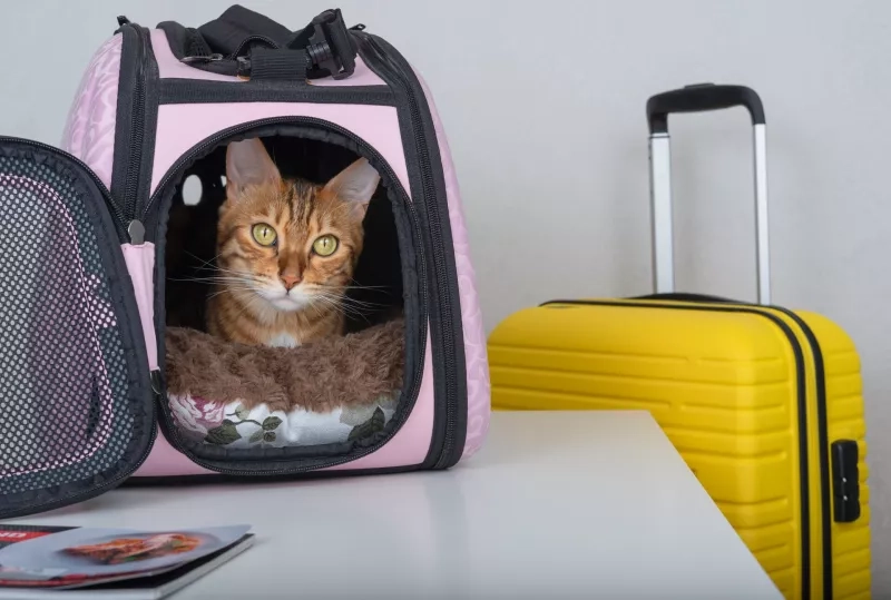 A Bengal cat looks curiously from a padded carrier next to a suitcase.