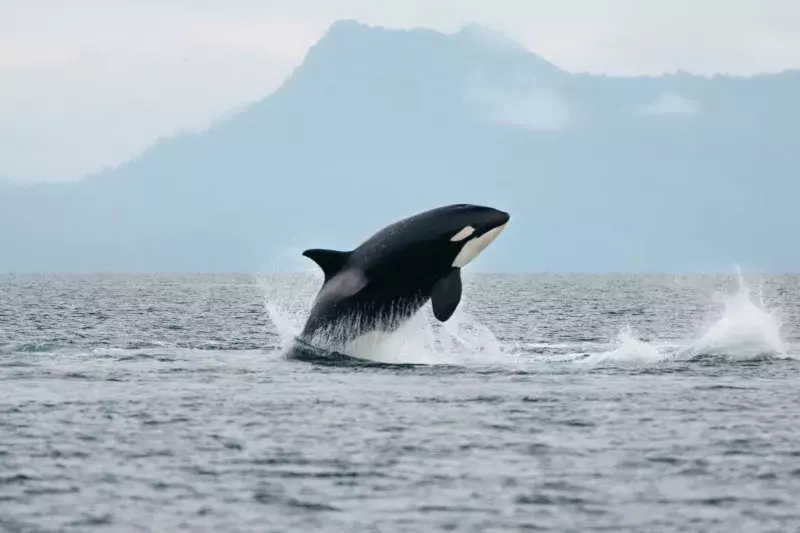 Jumping Orca in Prince William Sound, Alaska #6