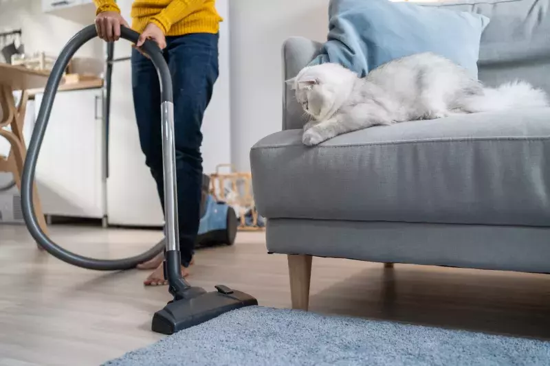 Close up hands of woman vacuuming dust and fur on sofa from little cat. Attractive beautiful female using vacuum cleaning, doing housework and chores in living room and enjoy her pet animal at home.