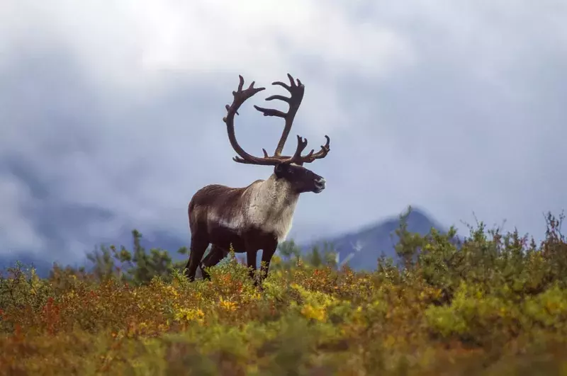 A lone caribou stands on the Alaskan tundra.