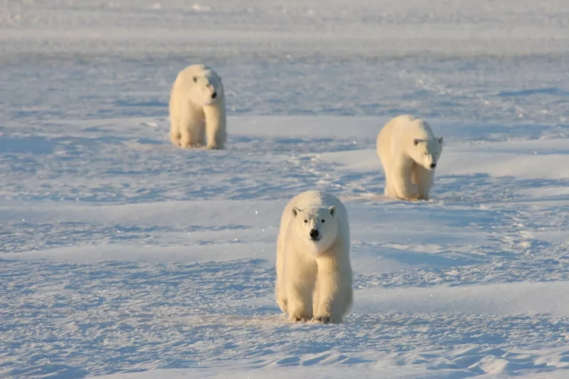 Mother and cubs polar bear