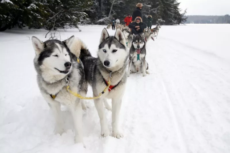 dog sledding