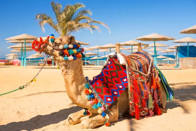 Camel resting in shadow on the beach of Hurghada