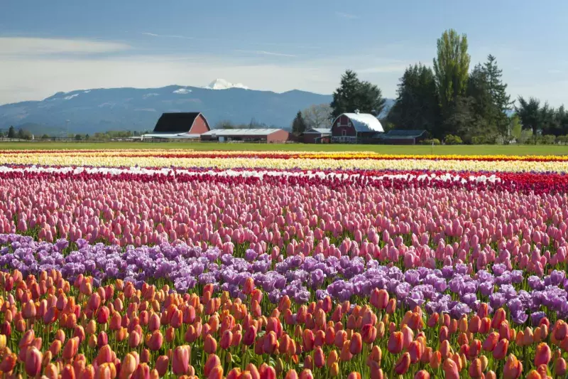 Springtime Tulip Fields